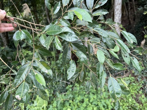 Ficus ampelas iNat (1)