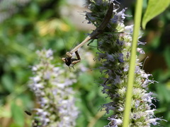 Stagmomantis carolina