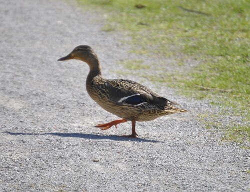 Mallard photographed in Michigan