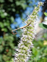 Stagmomantis carolina
