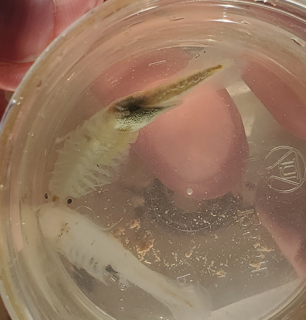 beaver-tail fairy shrimp