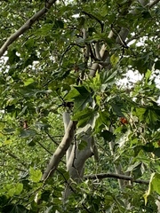 Platanus × hispanica