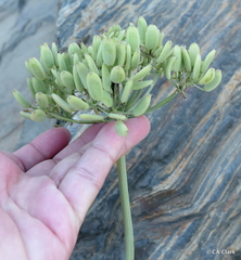 Lomatium multifidum