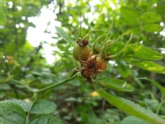 Rosa canina
