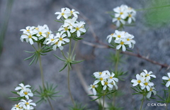 Leptosiphon nuttallii