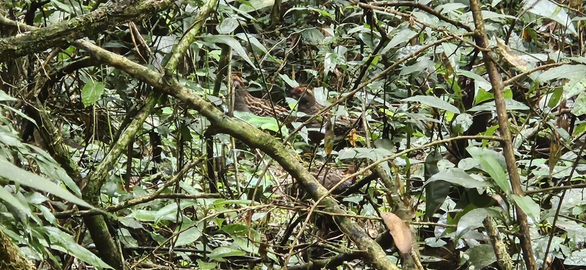 Spot-winged Wood Quail (Odontophorus capueira), photo 3