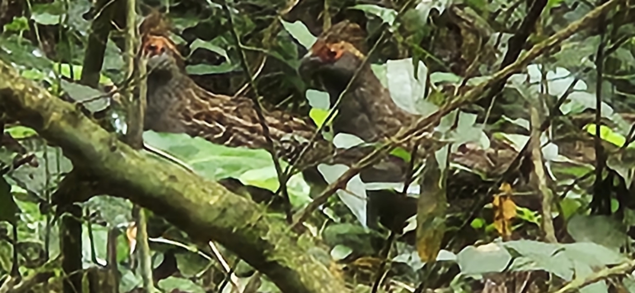 Spot-winged Wood Quail (Odontophorus capueira), photo 4