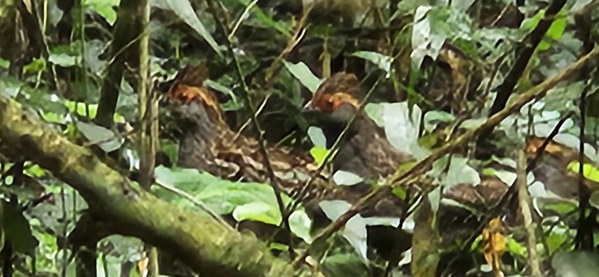 Spot-winged Wood Quail (Odontophorus capueira), photo 5