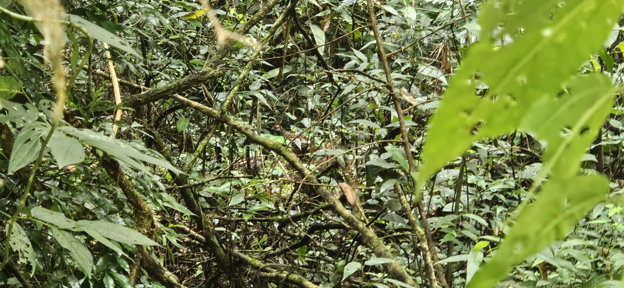 Spot-winged Wood Quail (Odontophorus capueira), photo 6
