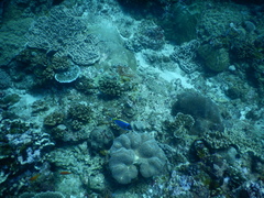 Acanthurus leucosternon