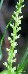 Platanthera tescamnis