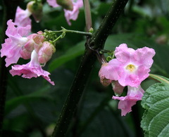 Strobilanthes callosa