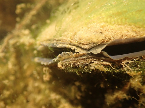 Louisiana Pearlshell