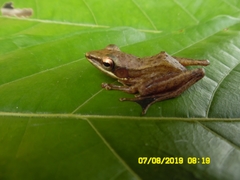 Chalcorana parvaccola