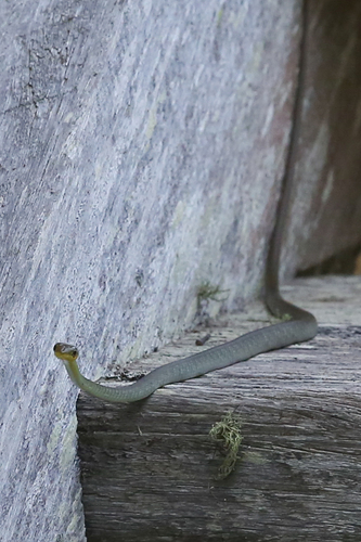 Common Tree Snake sighting