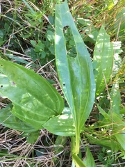Gentiana purpurea