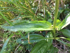 Gentiana purpurea