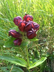 Gentiana purpurea