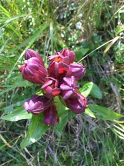 Gentiana purpurea