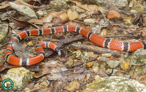 Painted Coralsnake