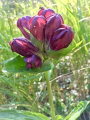 Gentiana purpurea