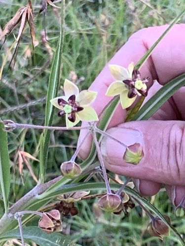 Gomphocarpus kaessneri image