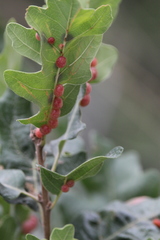 Xanthoteras eburneum