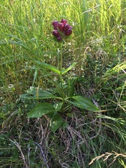 Gentiana purpurea