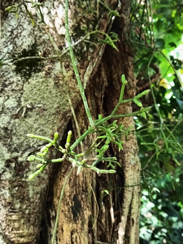 Foto de Cacto Coral