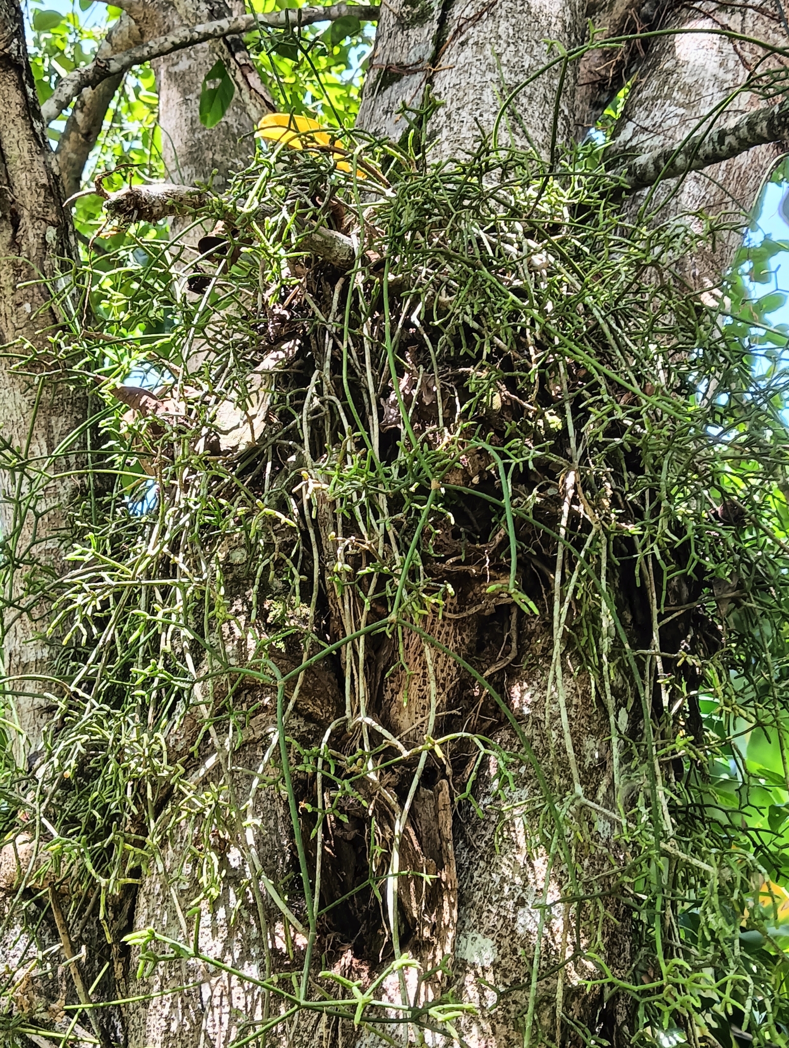 Imagem de Cacto Coral