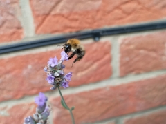 Bombus pascuorum