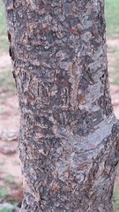 (c) Gustavo Sandres, some rights reserved (CC BY-SA) Aspidosperma pyrifolium, photograph (c) Gustavo Sandres, some rights reserved (CC BY-SA)