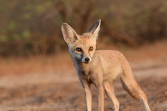 Vulpes vulpes pusilla