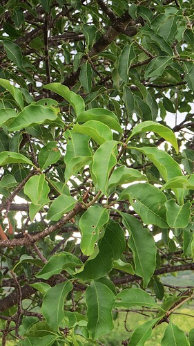 Aspidosperma pyrifolium, photograph 5