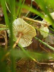 Collybiopsis subnuda