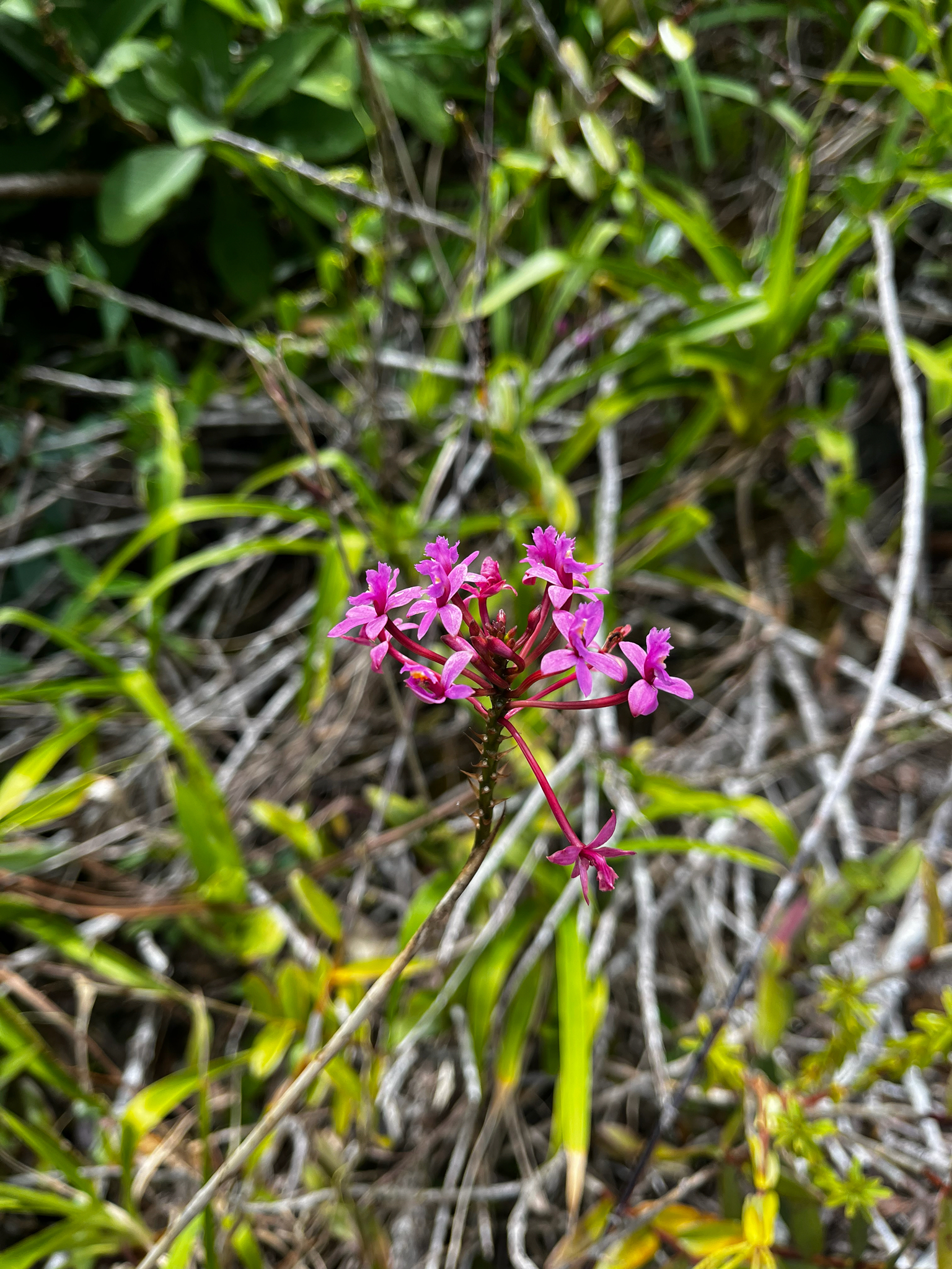 Imagem de Orquídea-rabo-de-gato
