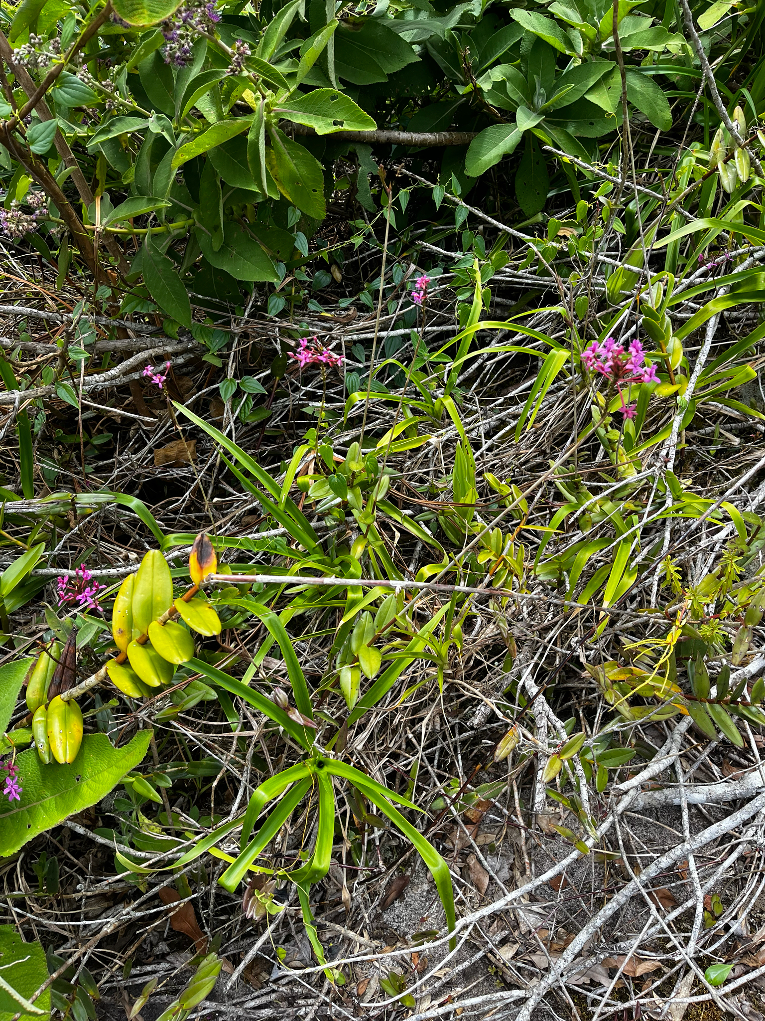 Imagem de Orquídea-rabo-de-gato