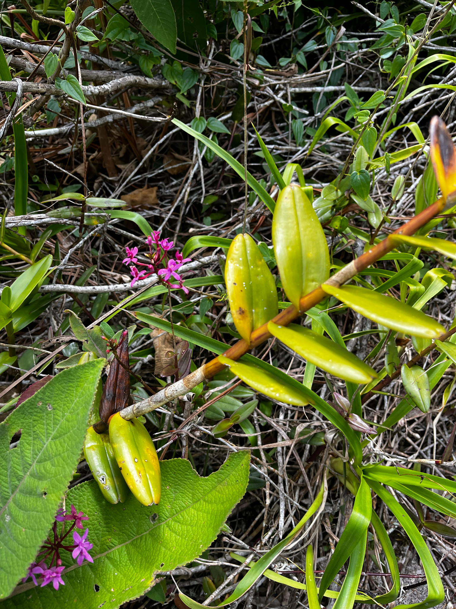 Imagem de Orquídea-rabo-de-gato