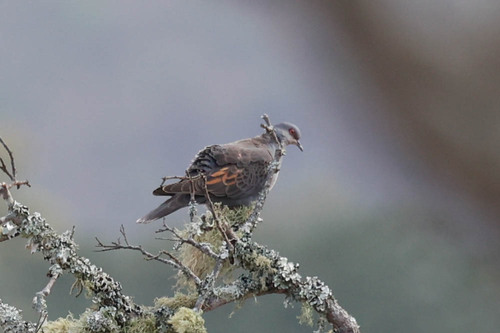 Dusky Turtle Dove (Streptopelia lugens)