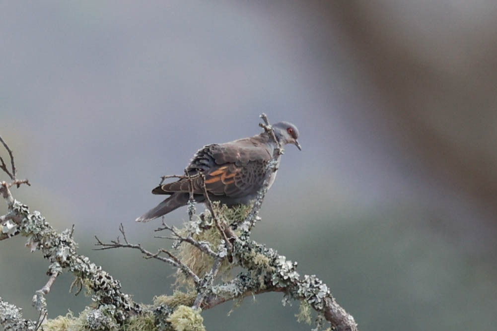 Dusky Turtle Dove illustration