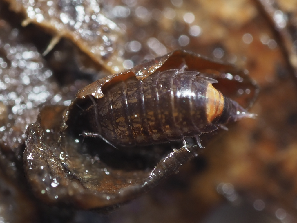 Trichoniscoides lusitanus