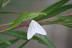 Neuromelia selectata