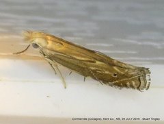 Isophrictis magnella