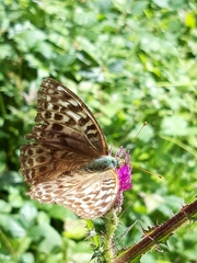 Argynnis paphia