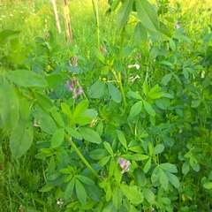 Medicago sativa