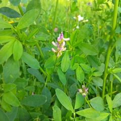Medicago sativa