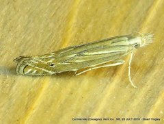 Isophrictis magnella