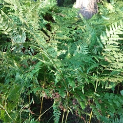 Pteridium