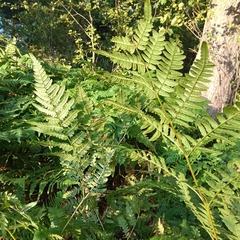 Pteridium
