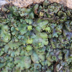 Marchantia polymorpha